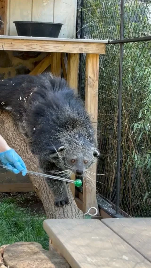 Instagram post from brandywinezoo. This post is in position 1.