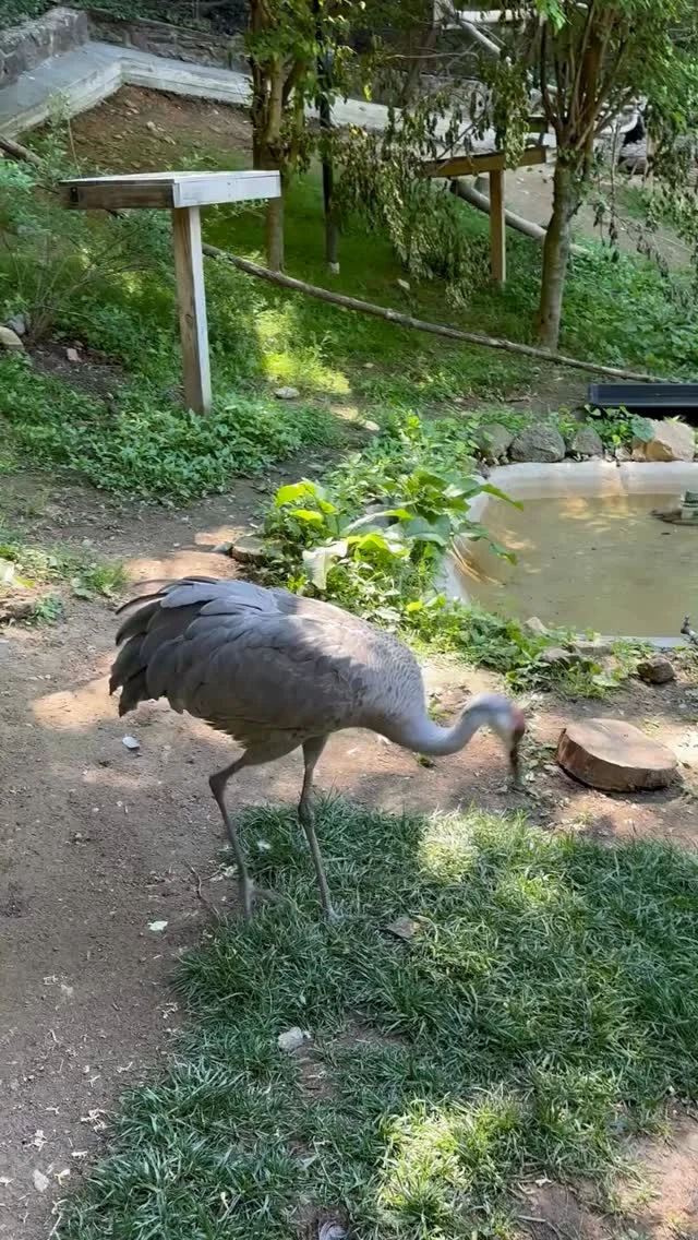 Instagram post from brandywinezoo. This post is in position 1.