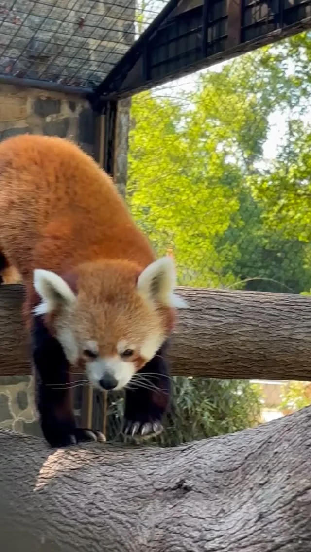 Instagram post from brandywinezoo. This post is in position 1.