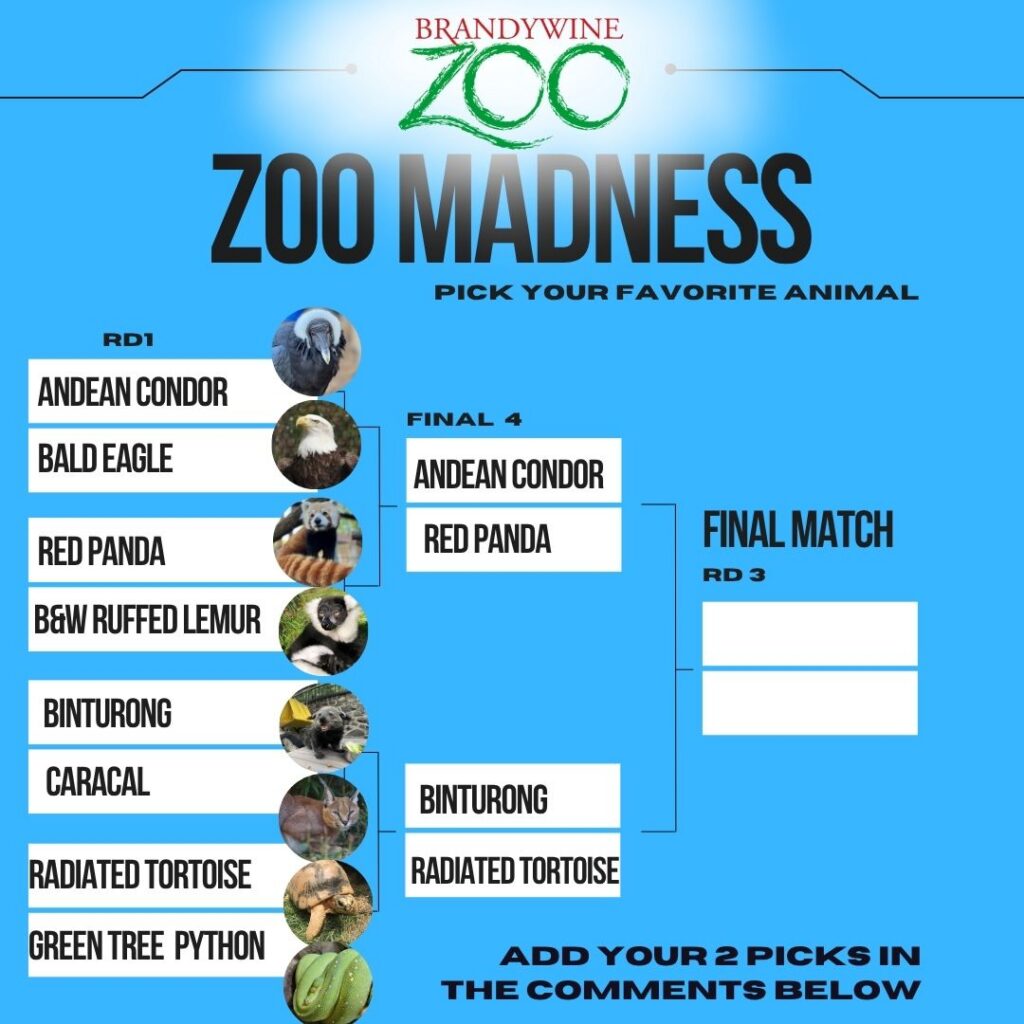 Instagram post from brandywinezoo. This post is in position 1.