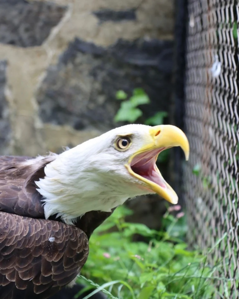 Instagram post from brandywinezoo. This post is in position 1.