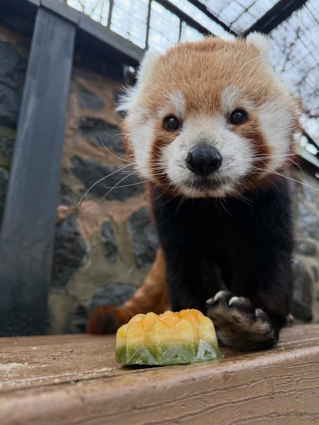 Instagram post from brandywinezoo. This post is in position 1.