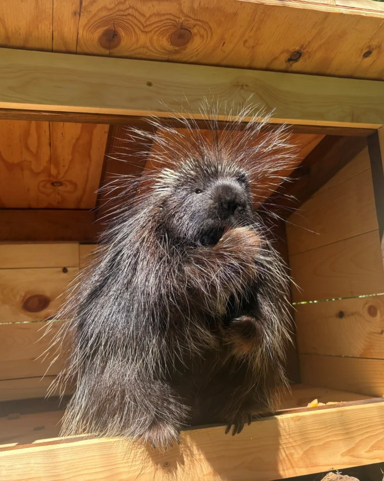 Instagram post from brandywinezoo. This post is in position 1.