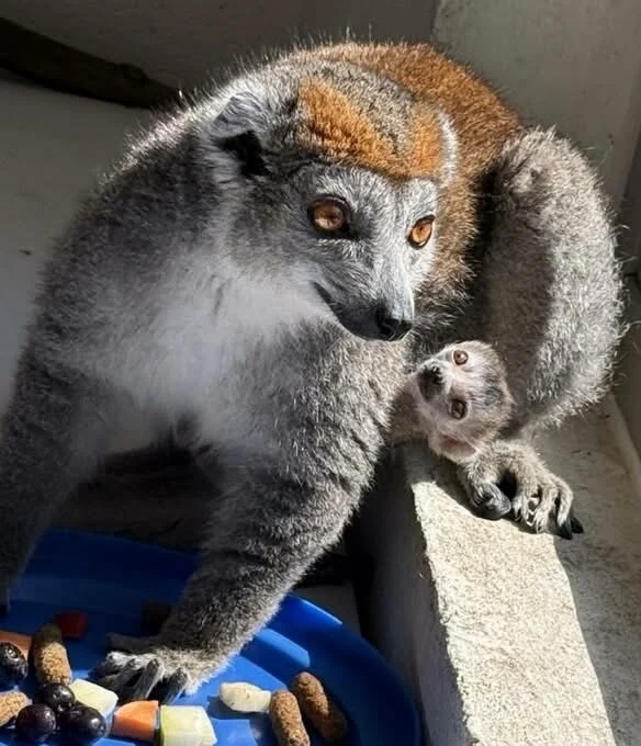 Instagram post from brandywinezoo. This post is in position 3.