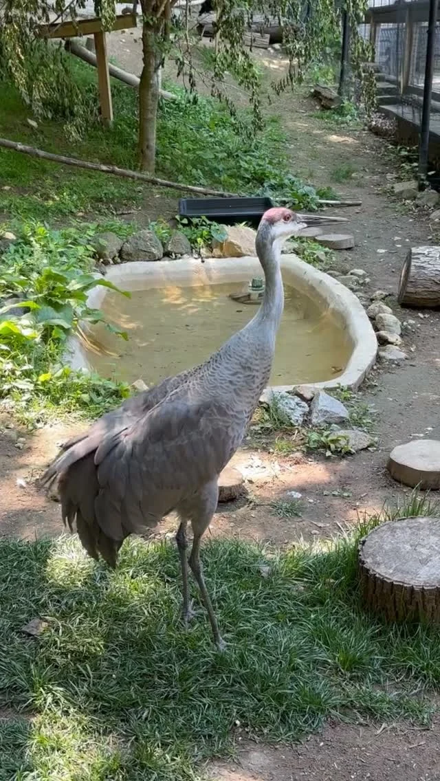 Instagram post from brandywinezoo. This post is in position 1.