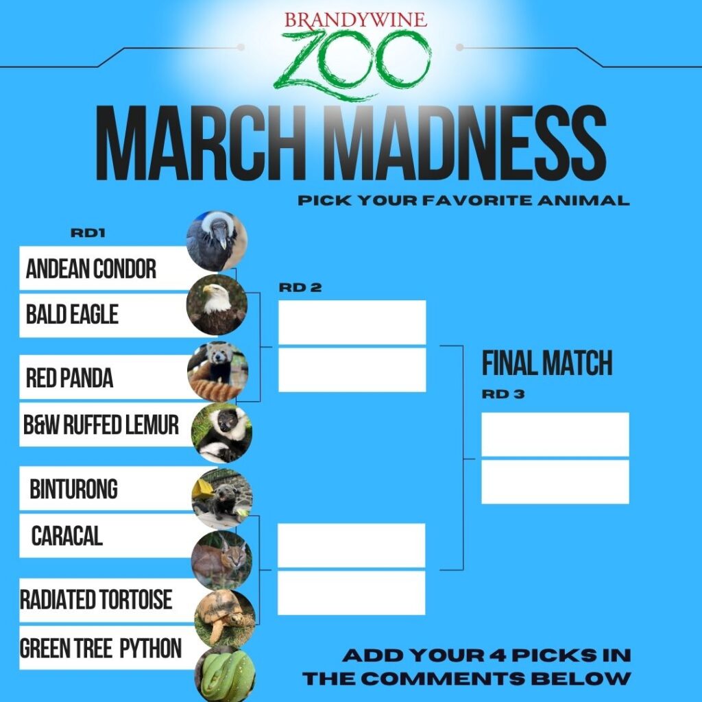 Instagram post from brandywinezoo. This post is in position 2.