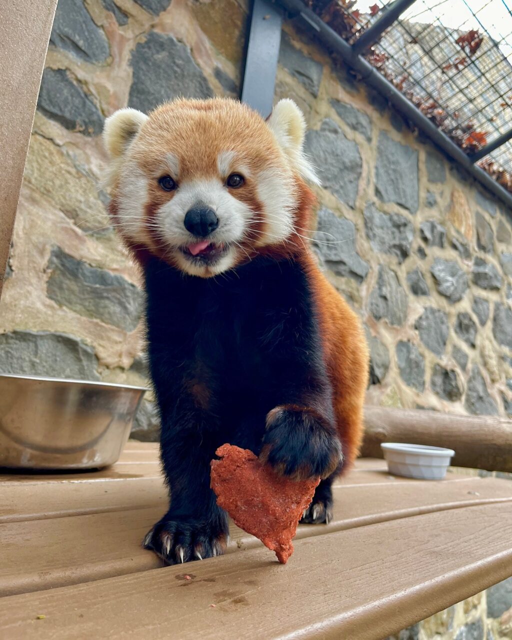 Instagram post from brandywinezoo. This post is in position 2.