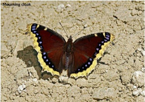 Instagram post from brandywinezoo. This post is in position 1.