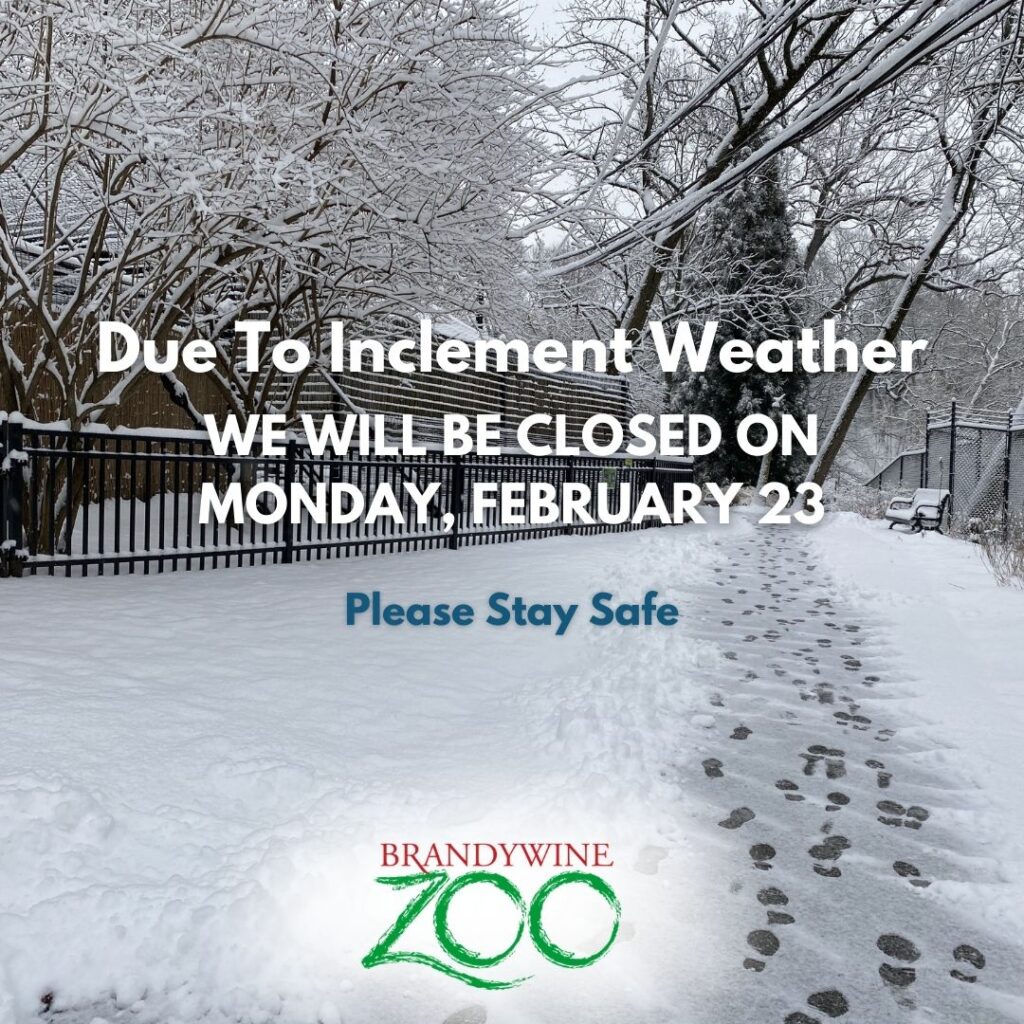 Instagram post from brandywinezoo. This post is in position 2.