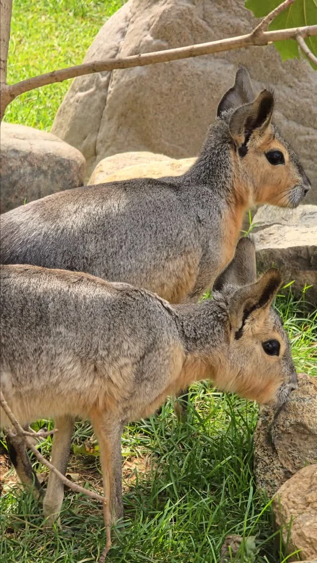Instagram post from brandywinezoo. This post is in position 1.