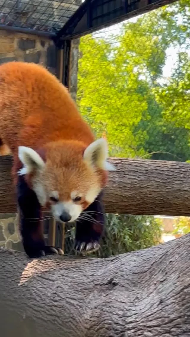 Instagram post from brandywinezoo. This post is in position 1.