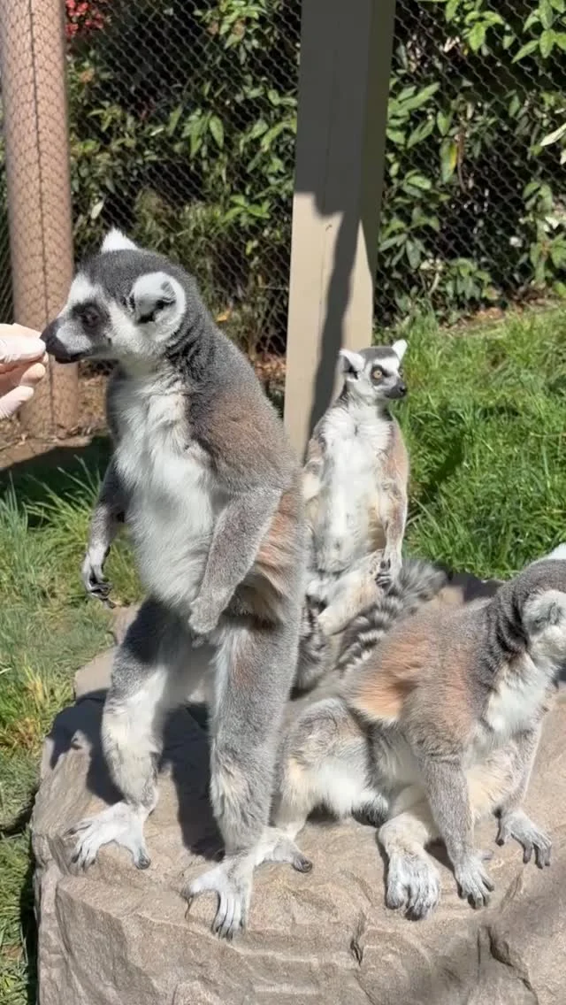 Instagram post from brandywinezoo. This post is in position 1.