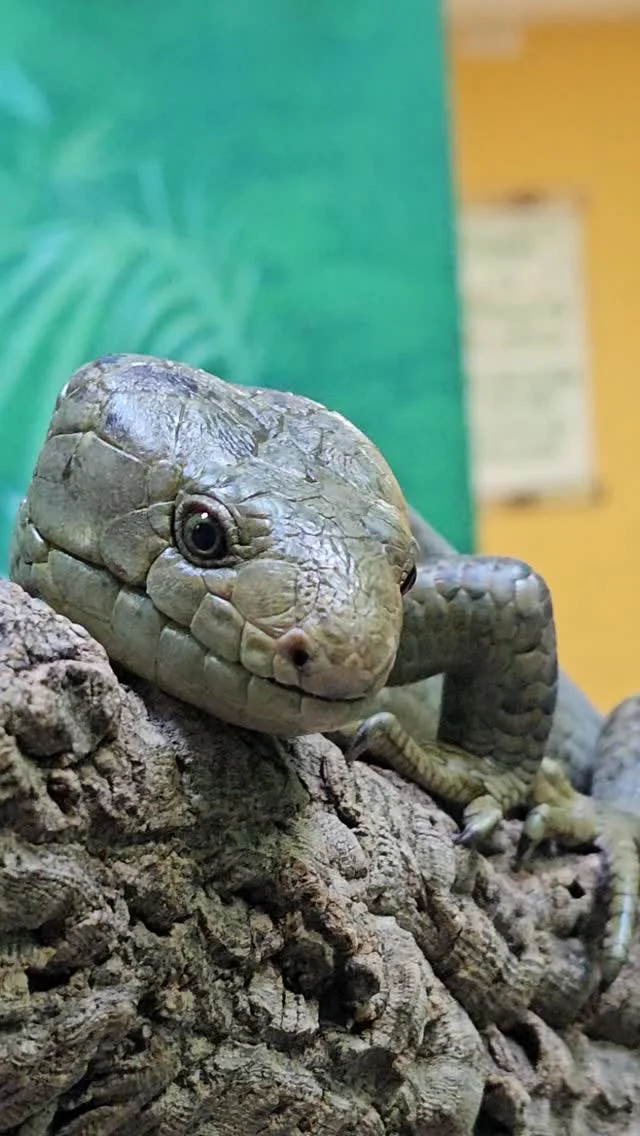 Instagram post from brandywinezoo. This post is in position 1.