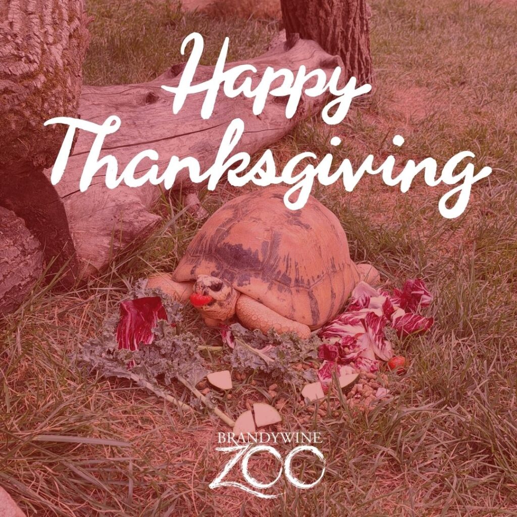 Instagram post from brandywinezoo. This post is in position 1.