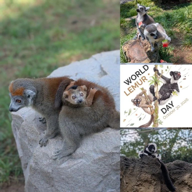 Instagram post from brandywinezoo. This post is in position 1.