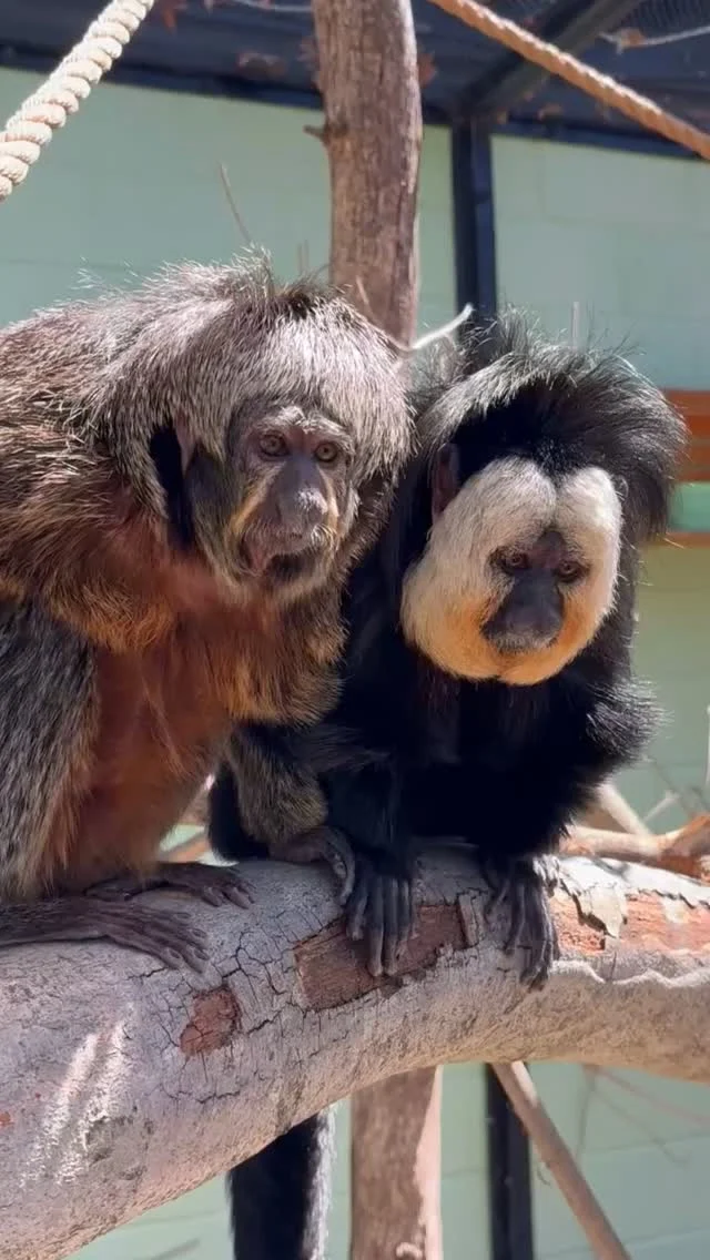 Instagram post from brandywinezoo. This post is in position 2.