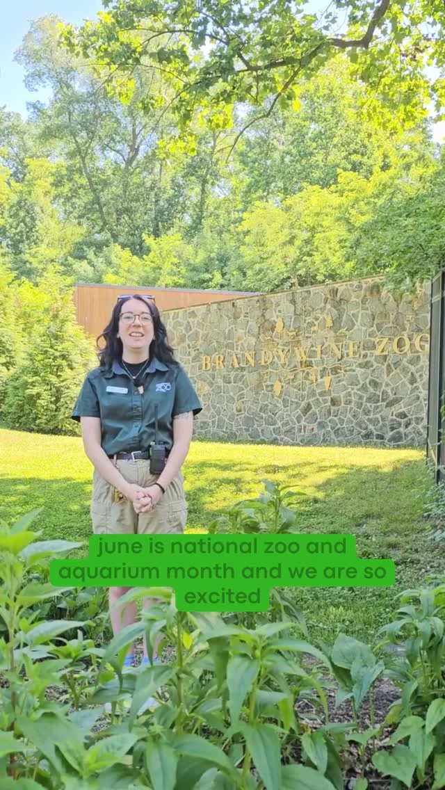 Instagram post from brandywinezoo. This post is in position 1.