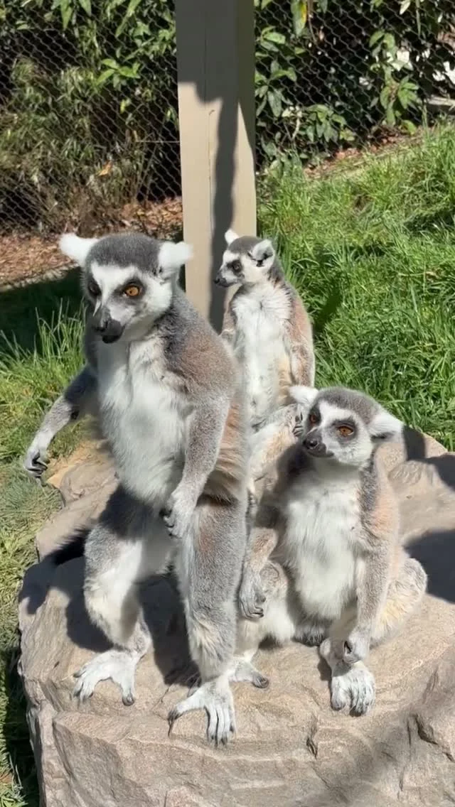 Instagram post from brandywinezoo. This post is in position 2.
