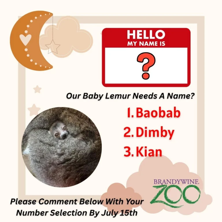 Instagram post from brandywinezoo. This post is in position 1.